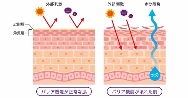 20代向け基礎化粧品　記事内画像