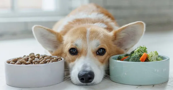 dogfood_ranking3