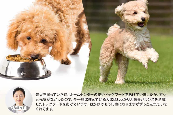 dogfood1