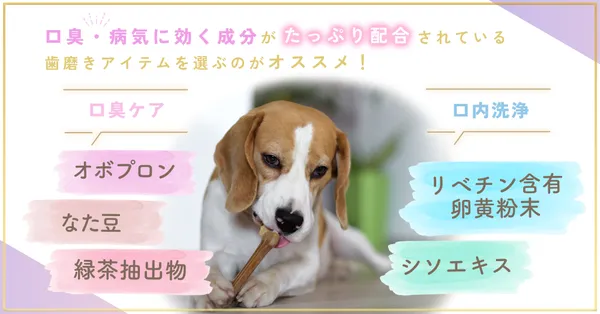 ワンちゃんの口内ケア