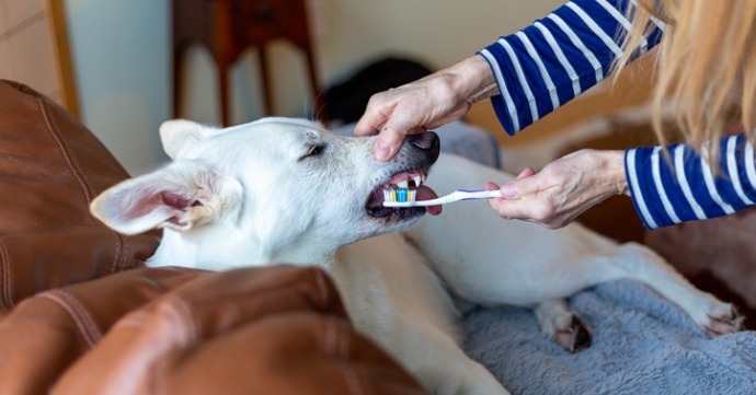 犬歯磨き一覧