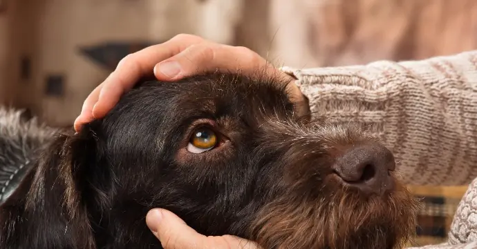 犬の歯磨きの必要性