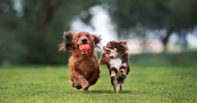 犬の歯磨きのコツ