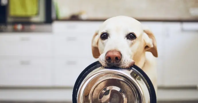 犬の歯磨きの方法