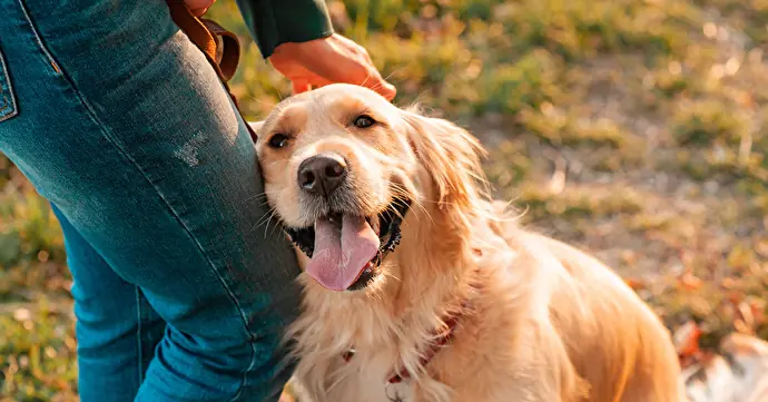 犬の歯磨きにまつわる疑問