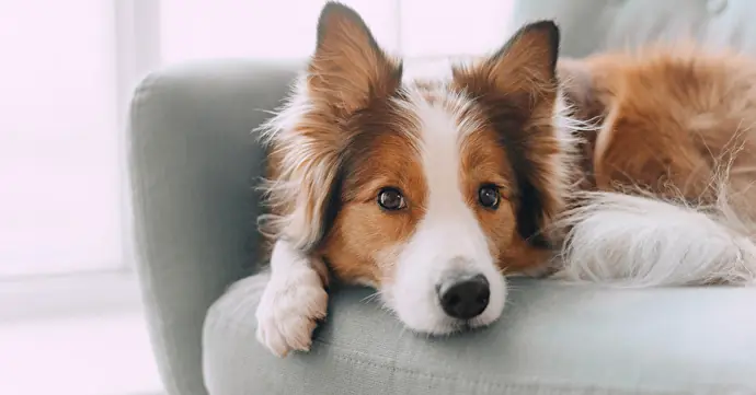 犬の歯磨きの重要性