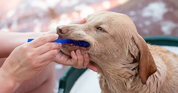 躾を兼ねた犬の歯磨きの仕方