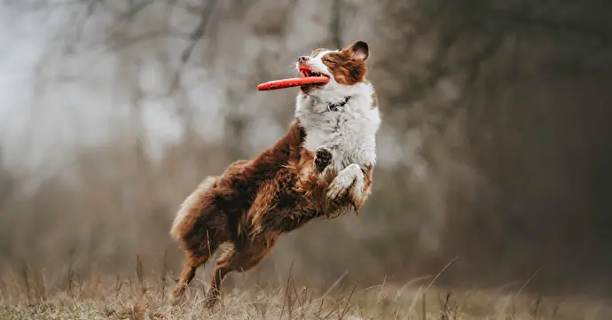 犬の躾とは何か