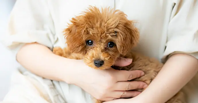 犬の口臭の原因とは？