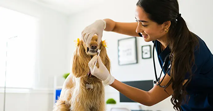 獣医師による犬の歯磨きのプロとしての役割