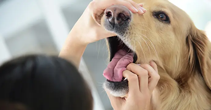 トレーナーによる犬の歯磨きのプロとしての役割