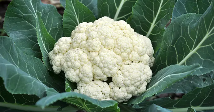 珍しい野菜を活用したレシピ