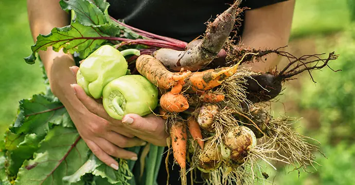 野菜の安全性について