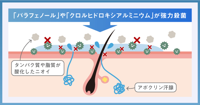 ワキの断面図